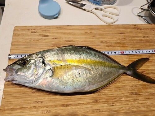 シマアジの釣果