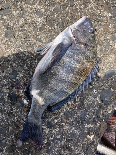 クロダイの釣果