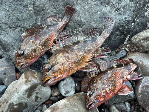 カサゴの釣果