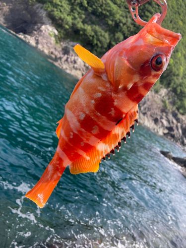 アカハタの釣果