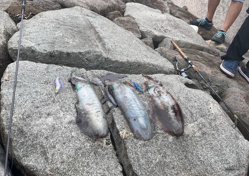 アオリイカの釣果