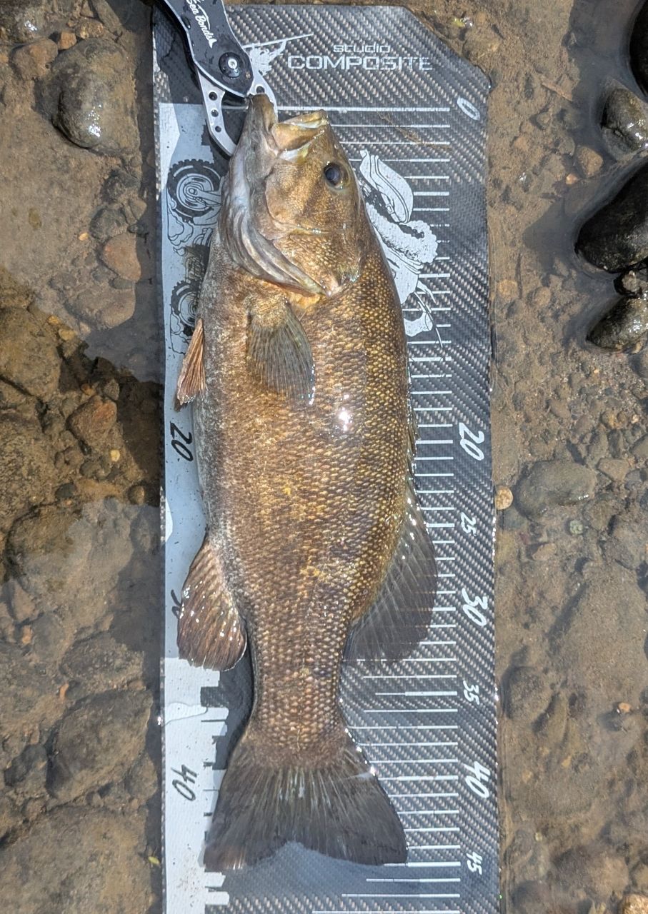 SHIMANO 21ポイズングロリアス 2610ML/Hの釣果一覧 | 本音の口コミが