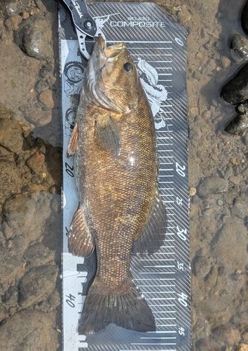 スモールマウスバスの釣果