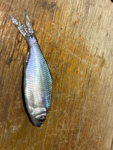 タナゴの釣果