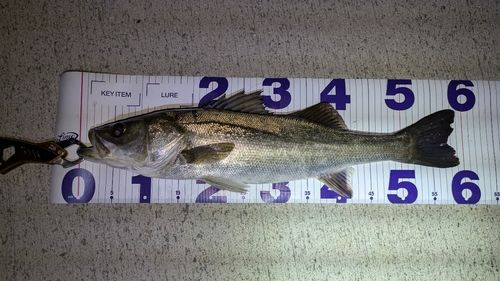 フッコ（マルスズキ）の釣果