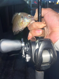 ブルーギルの釣果