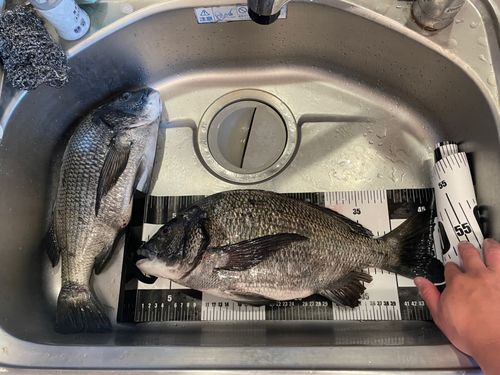 クロダイの釣果