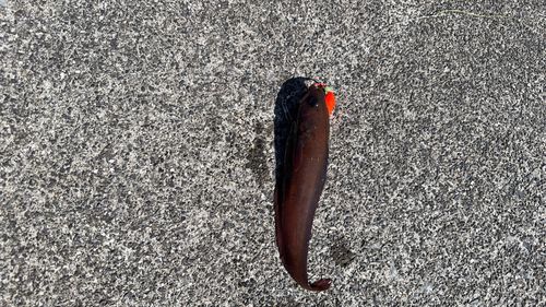 エゾイソアイナメの釣果