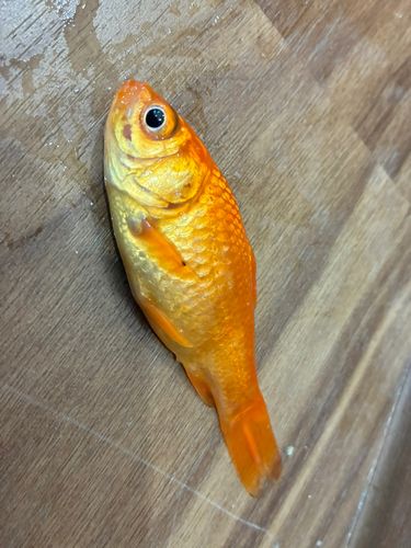 キンギョの釣果