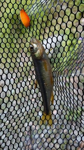 カワムツの釣果