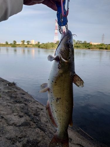 アメリカナマズの釣果