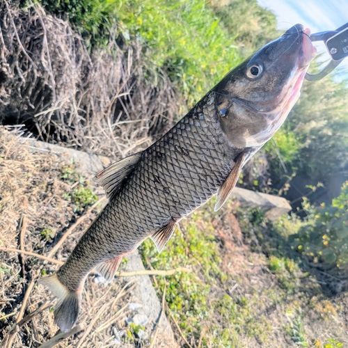 ニゴイの釣果