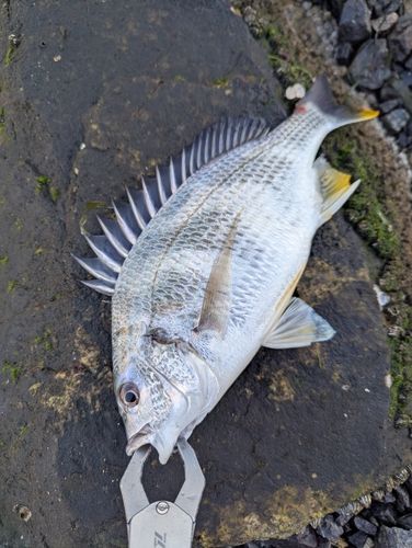 キビレの釣果