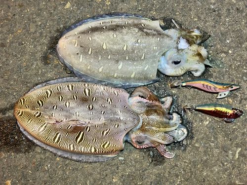 カミナリイカの釣果