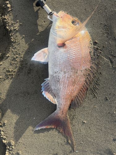 タイの釣果