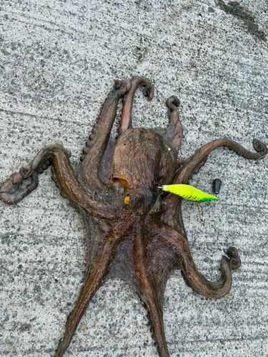 タコの釣果