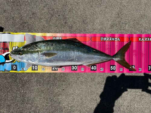 ワラサの釣果