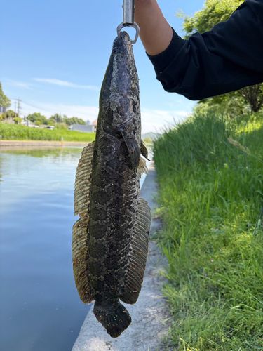 ライギョの釣果