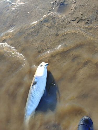 ボラの釣果