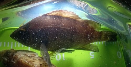 シロメバルの釣果