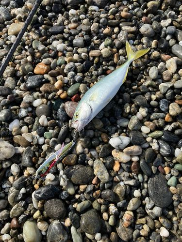 ツバスの釣果