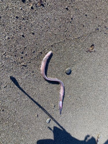 アナゴの釣果