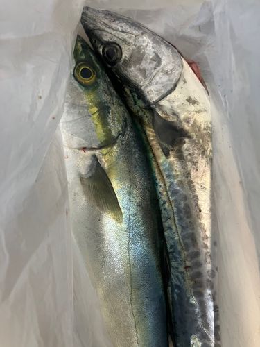 ツバイソの釣果