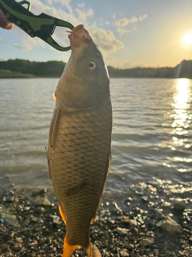 コイの釣果