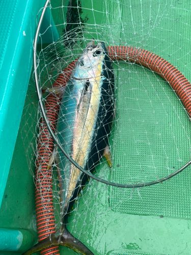 キメジの釣果