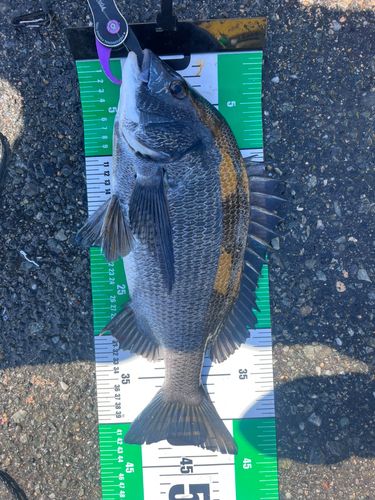 チヌの釣果