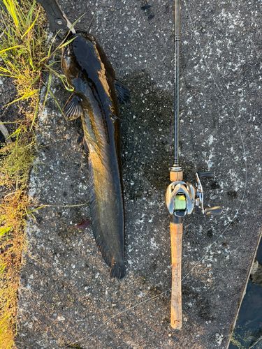 ニホンナマズの釣果