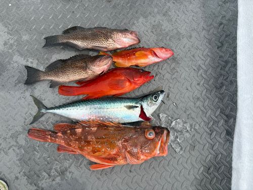 ウッカリカサゴの釣果