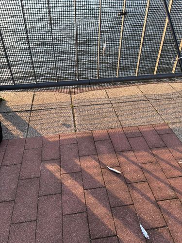 カタクチイワシの釣果