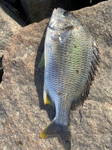 キビレの釣果