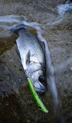 ヒラスズキの釣果