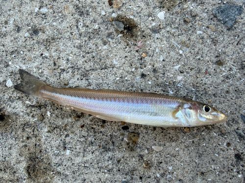 キスの釣果