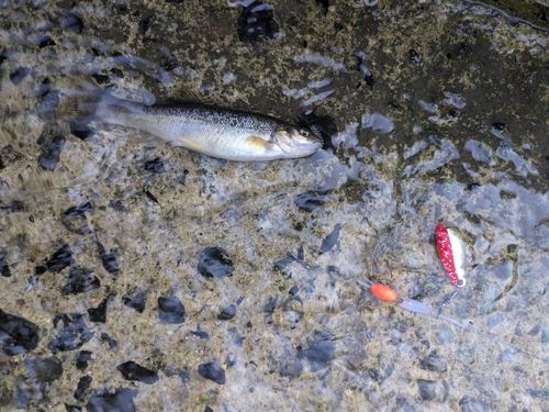 タカハヤの釣果