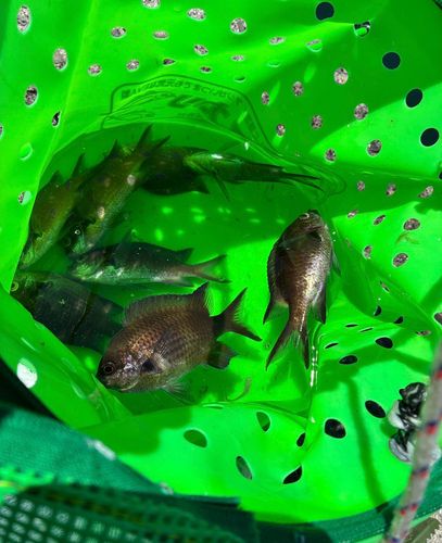 スズメダイの釣果