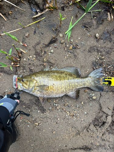 スモールマウスバスの釣果