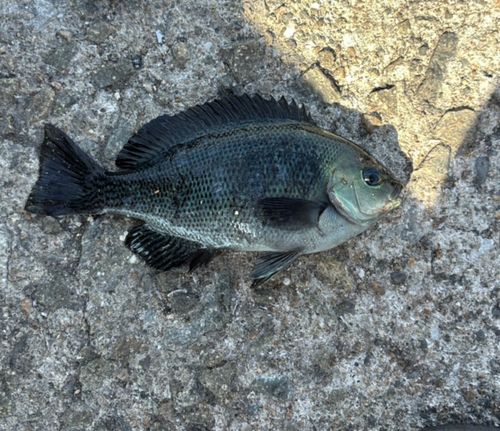 メジナの釣果
