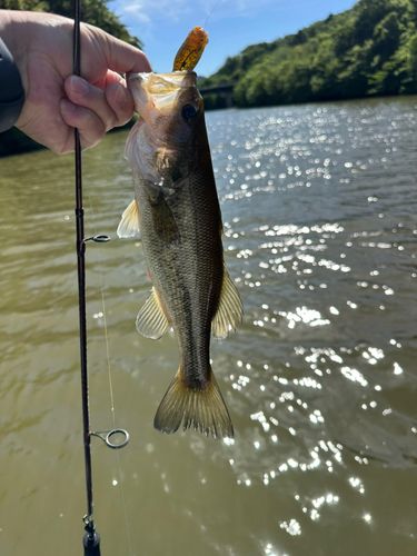 ラージマウスバスの釣果