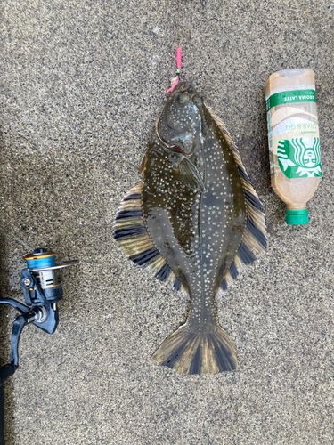 カレイの釣果
