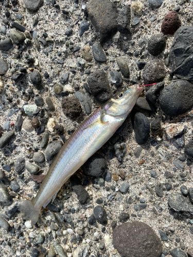 シロギスの釣果