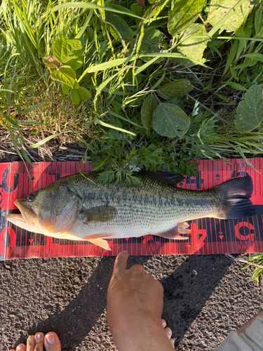 ブラックバスの釣果