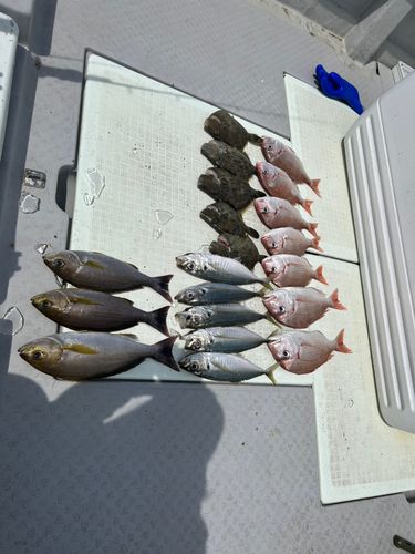 釣果