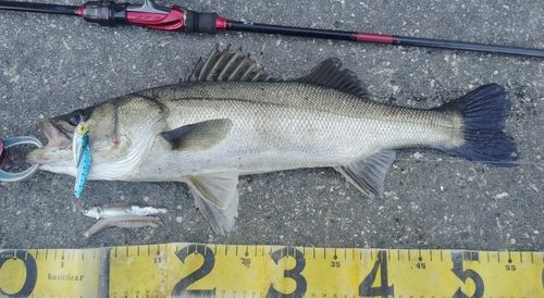 シーバスの釣果