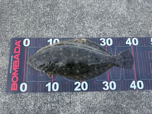ソゲの釣果