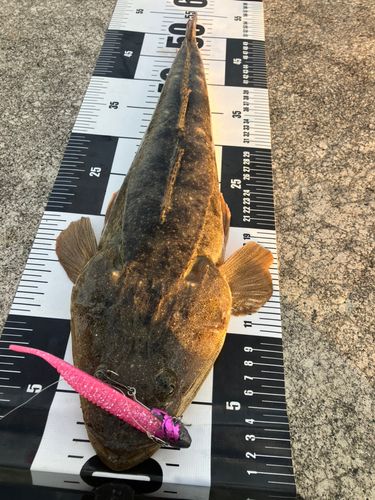 マゴチの釣果