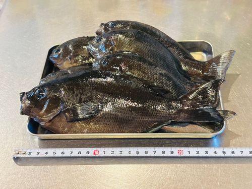 グレの釣果