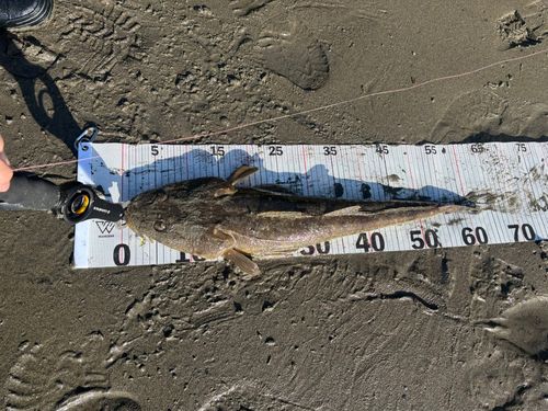 マゴチの釣果